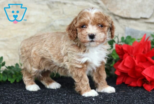 Wesley Toy Poodle2 image