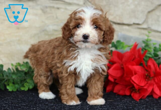 Whishes Toy Poodle image