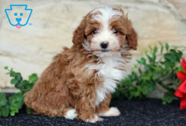Whishes Toy Poodle2 image