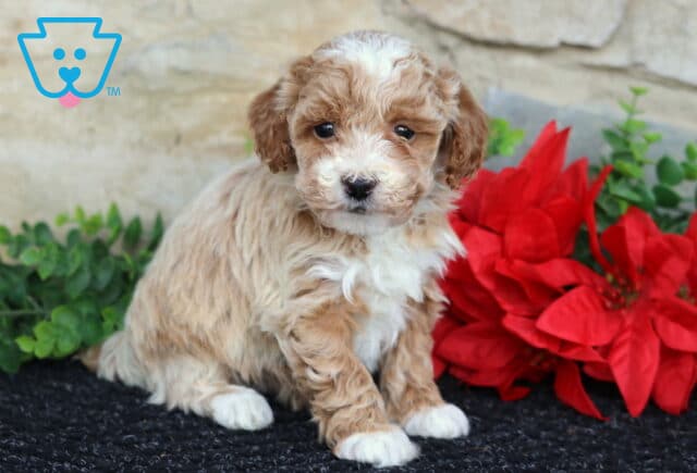 Wiggles Toy Poodle image