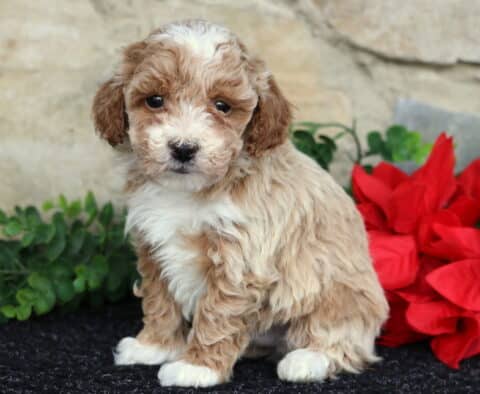 Wiggles Toy Poodle2