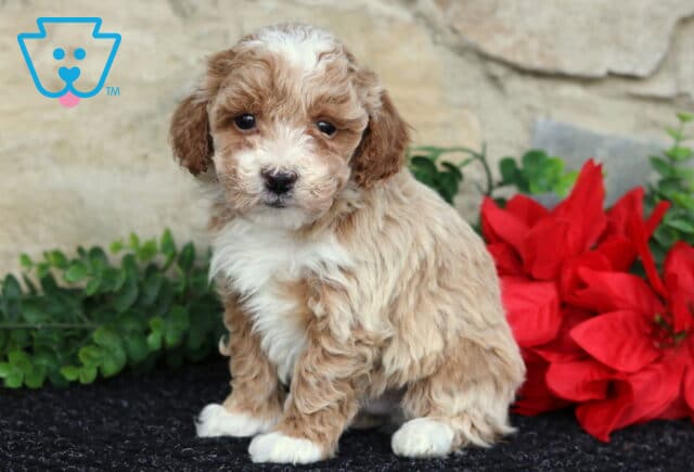 Wiggles Toy Poodle2 image