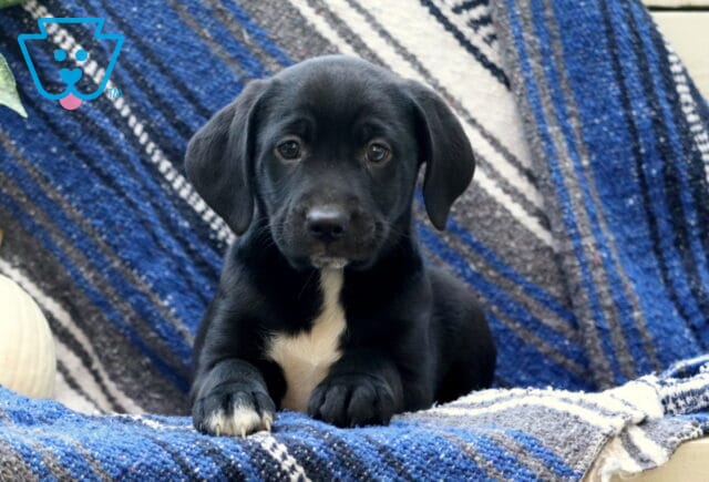 Wilbur Border Mix2 image