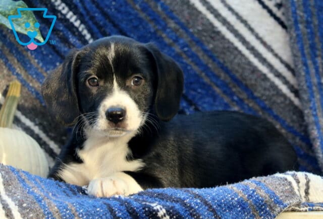 Willow Border Mix image