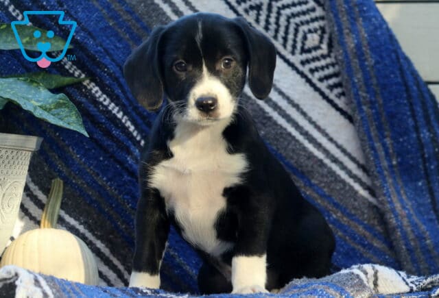 Willow Border Mix2 image