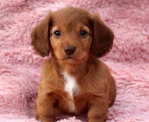 Willow Mini Dachshund