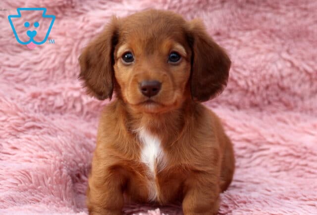 Willow Mini Dachshund image
