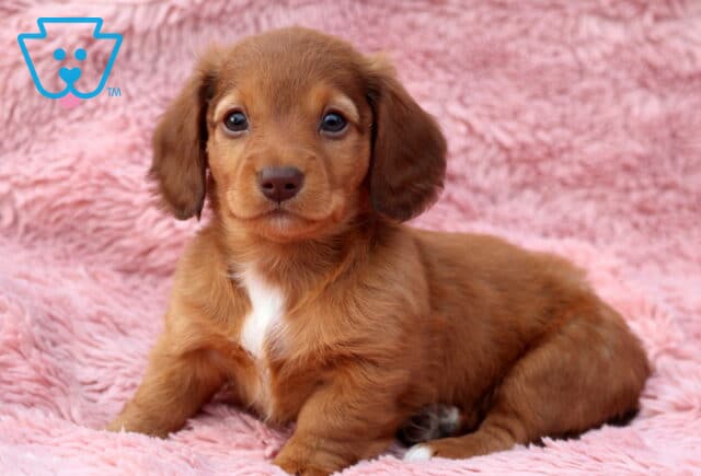 Willow Mini Dachshund2 image