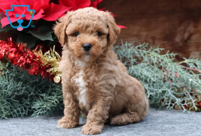 Winkle Mini Poodle image