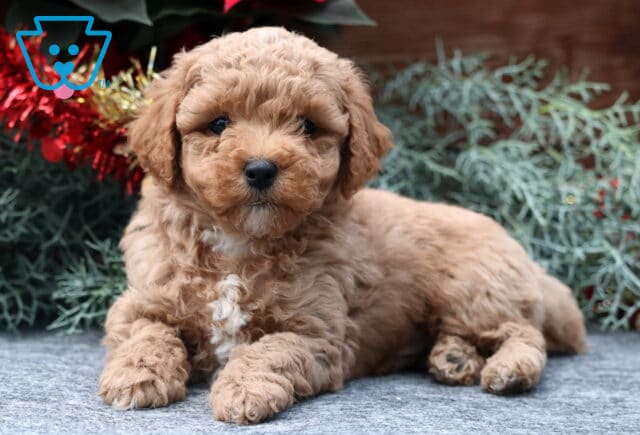 Winkle Mini Poodle2 image