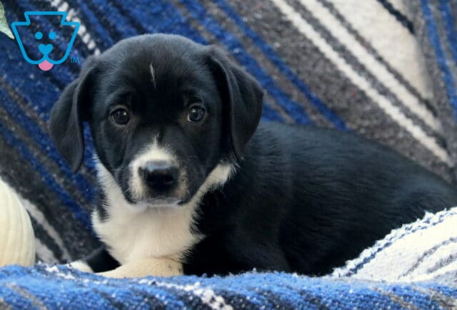 Winky Border Mix2 image