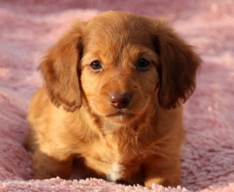 Winnie Mini Dachshund