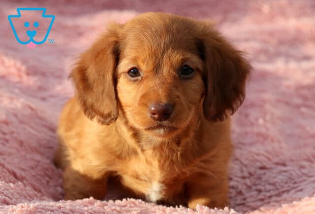 Winnie Mini Dachshund image