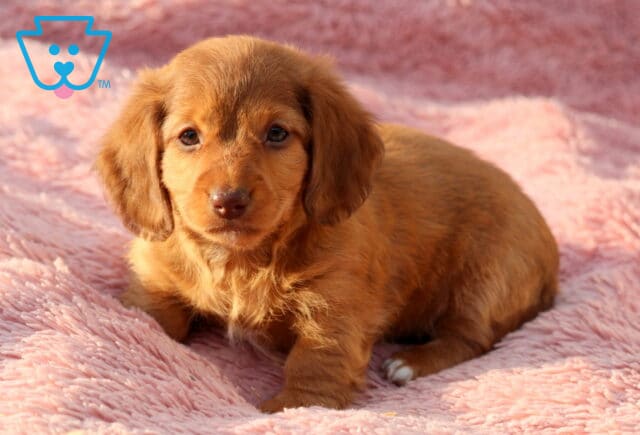 Winnie Mini Dachshund2 image