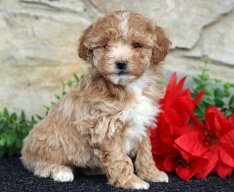 Winnie Toy Poodle