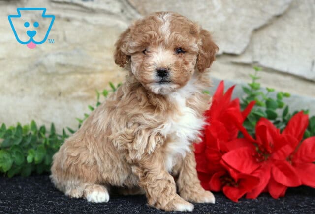 Winnie Toy Poodle image