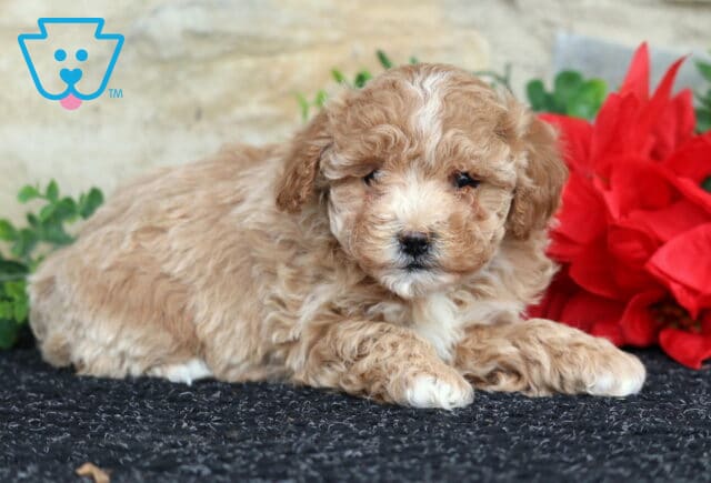 Winnie Toy Poodle2 image