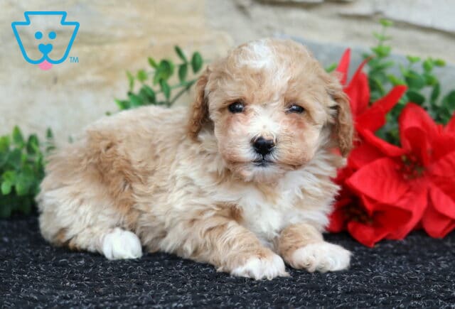 Winston Toy Poodle image