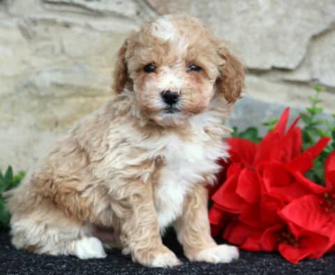 Winston Toy Poodle2
