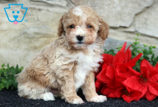 Winston Toy Poodle2 image