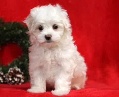 Winter Maltese