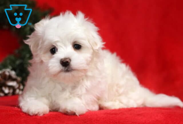 Winter Maltese2 image