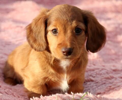 Winter Mini Dachshund