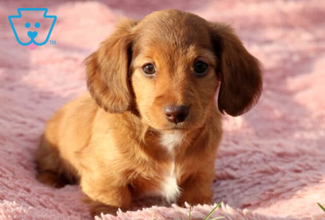 Winter Mini Dachshund image