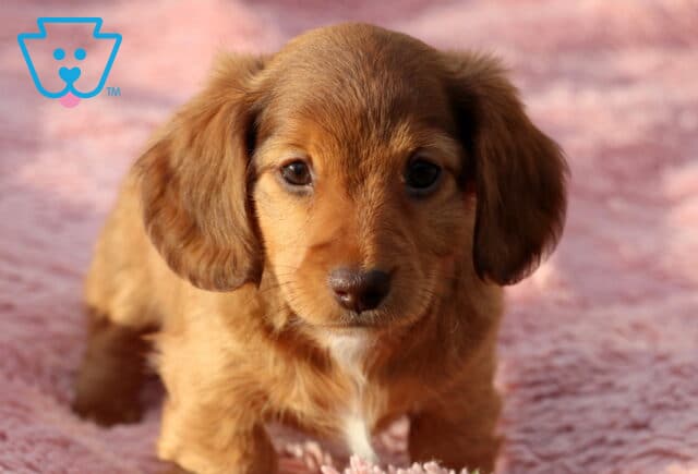 Winter Mini Dachshund2 image