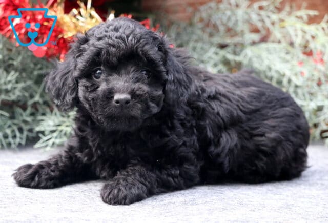 Winter Mini Poodle image