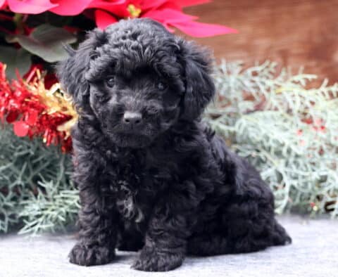 Winter Mini Poodle2
