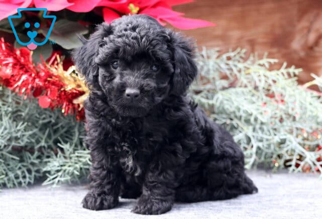 Winter Mini Poodle2 image