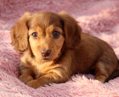 Wish Mini Dachshund