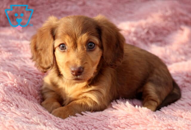 Wish Mini Dachshund image