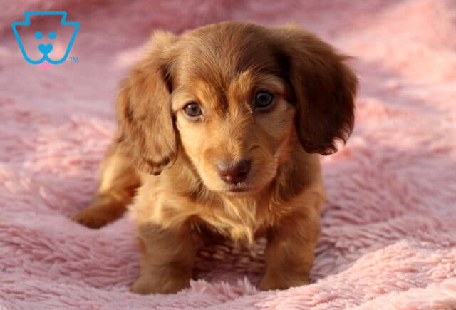 Wish Mini Dachshund2 image