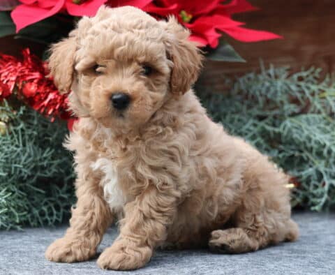Wish Mini Poodle