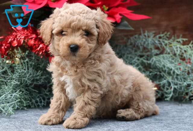 Wish Mini Poodle image