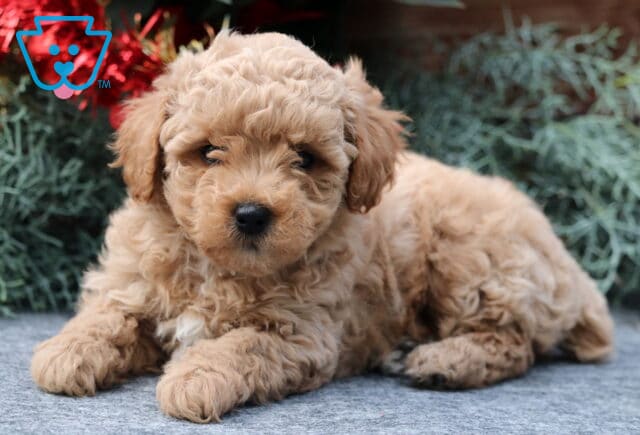 Wish Mini Poodle2 image
