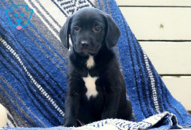 Wrangler Border Mix image