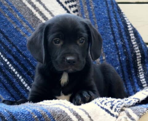 Wrangler Border Mix2