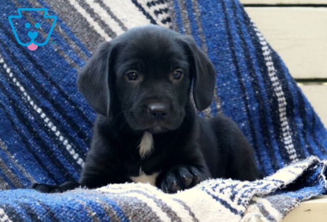 Wrangler Border Mix2 image