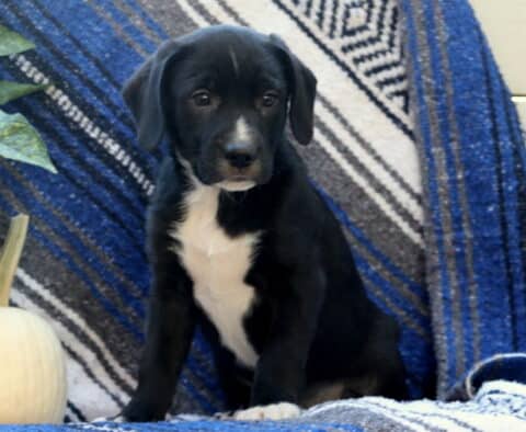 Adorable black and white Border Collie Mix puppy sitting on a blue patterned blanket beside a small white pumpkin. The puppy has soulful brown eyes, a white chest, and a small white stripe on its nose, giving a sweet and gentle expression.