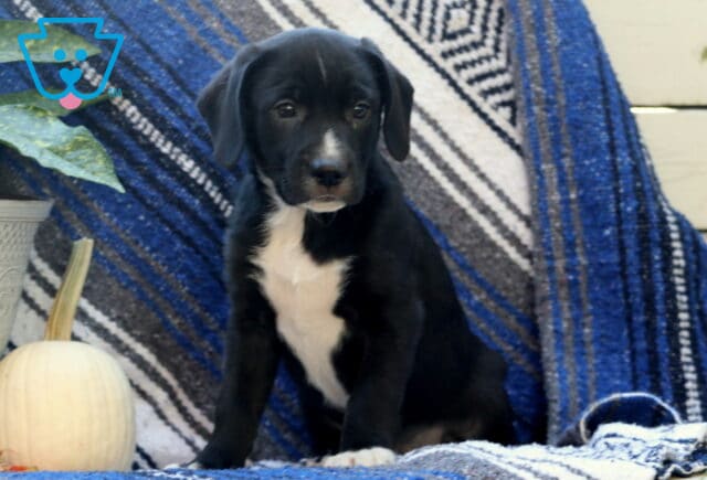 Wylie Border Mix image