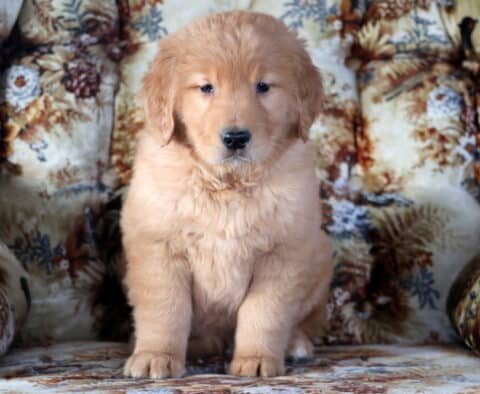 Zipper Golden Retriever