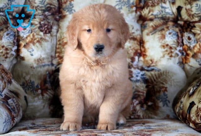 Zipper Golden Retriever image