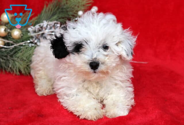 Zoey Mini Poodle image