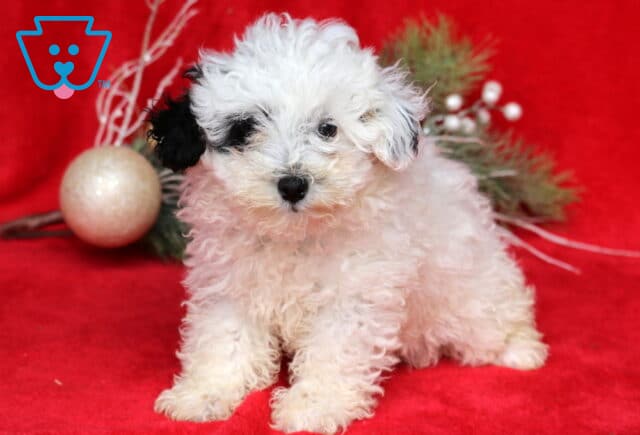 Zoey Mini Poodle2 image