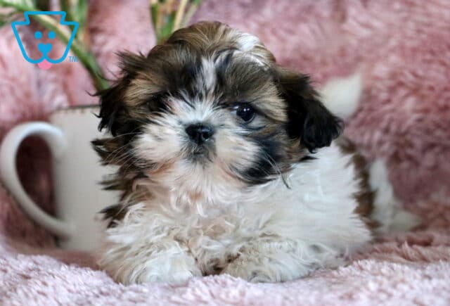 Zoey SHih Tzu image