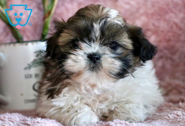 Zoey SHih Tzu2 image