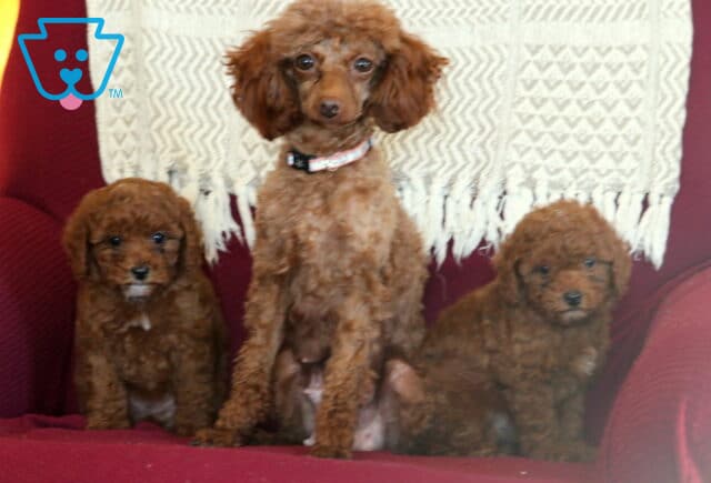 A Litter Group Toy Poodle image